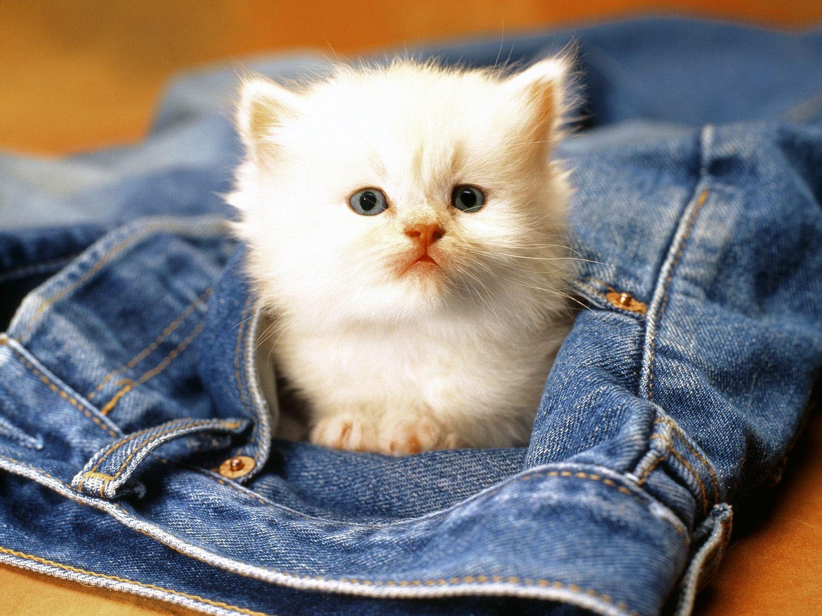 Котенок