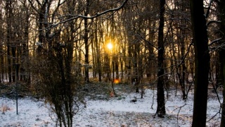 Зимний лес