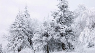 Зимний лес