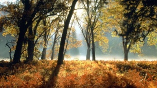 Осенний лес