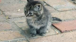 Котенок