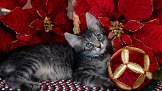 Котенок