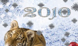Тигр 2010 год