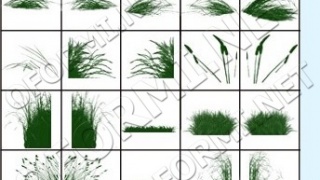 Grass