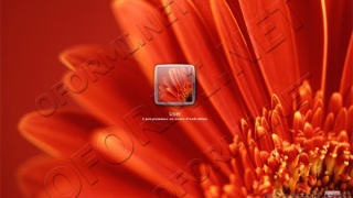 Red Flower