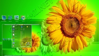Sun flower